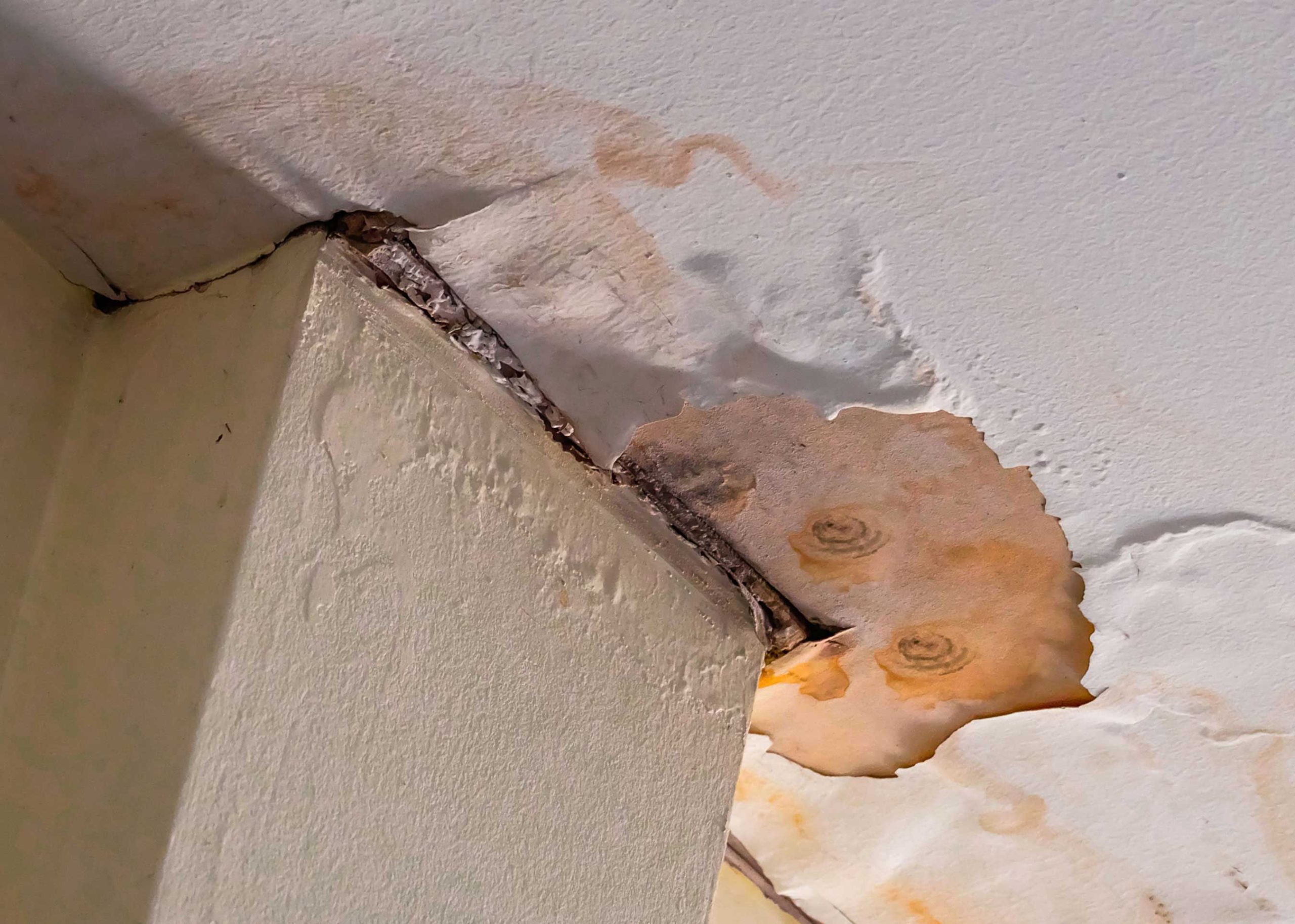 Water-Damage-Mold-Removal-scaled.jpg water damage mold removal